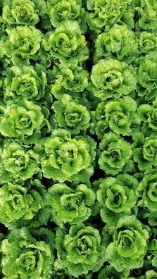 Rows of green lettuce growing in neat lines under a clear blue sky.