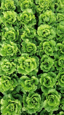 Rows of vibrant green lettuce growing in neat lines on a sunny field.