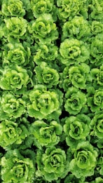 Rows of fresh, green lettuce plants growing closely together in a field, featuring layered, crisp leaves.