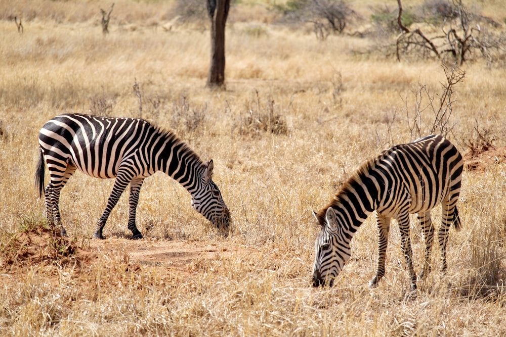 two black and white zebras on woods