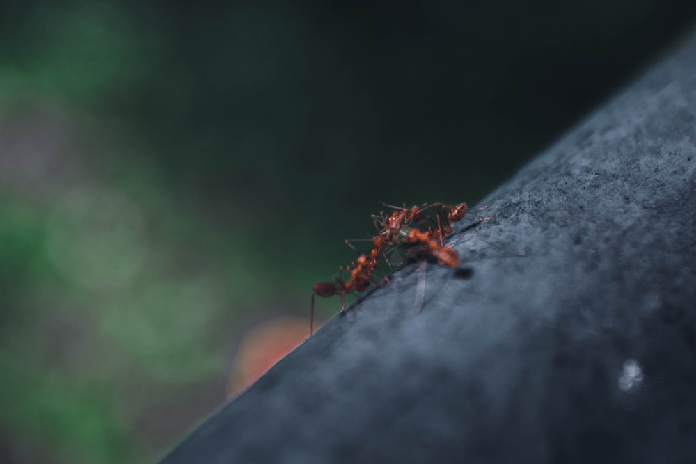 brown ants