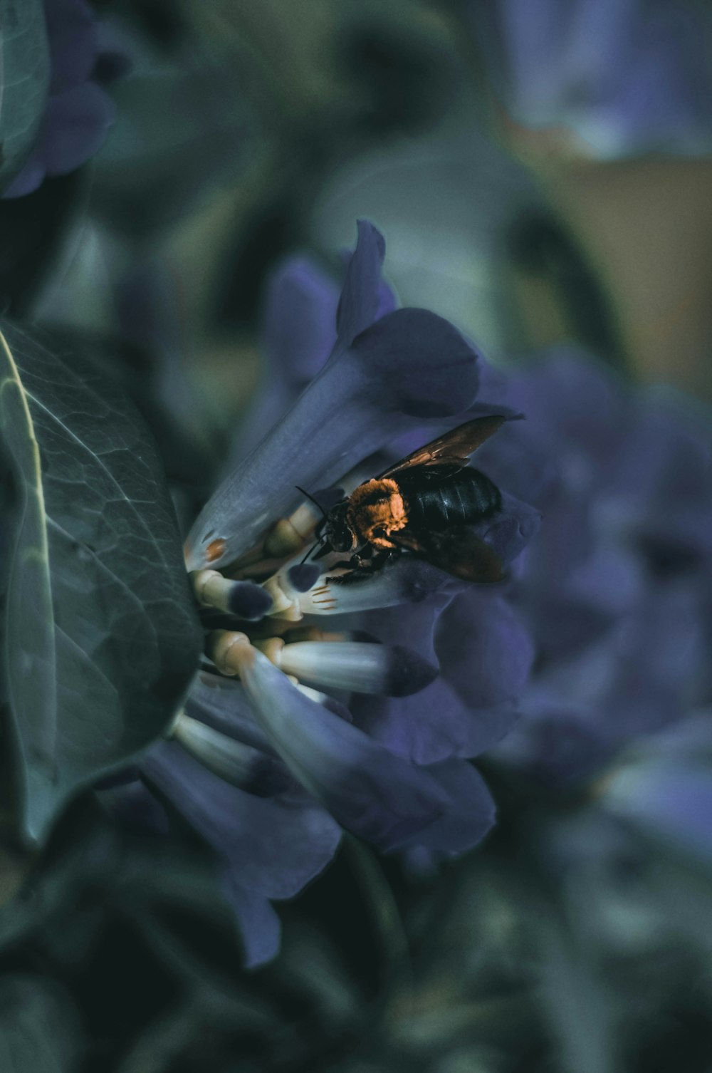 brown and black bee