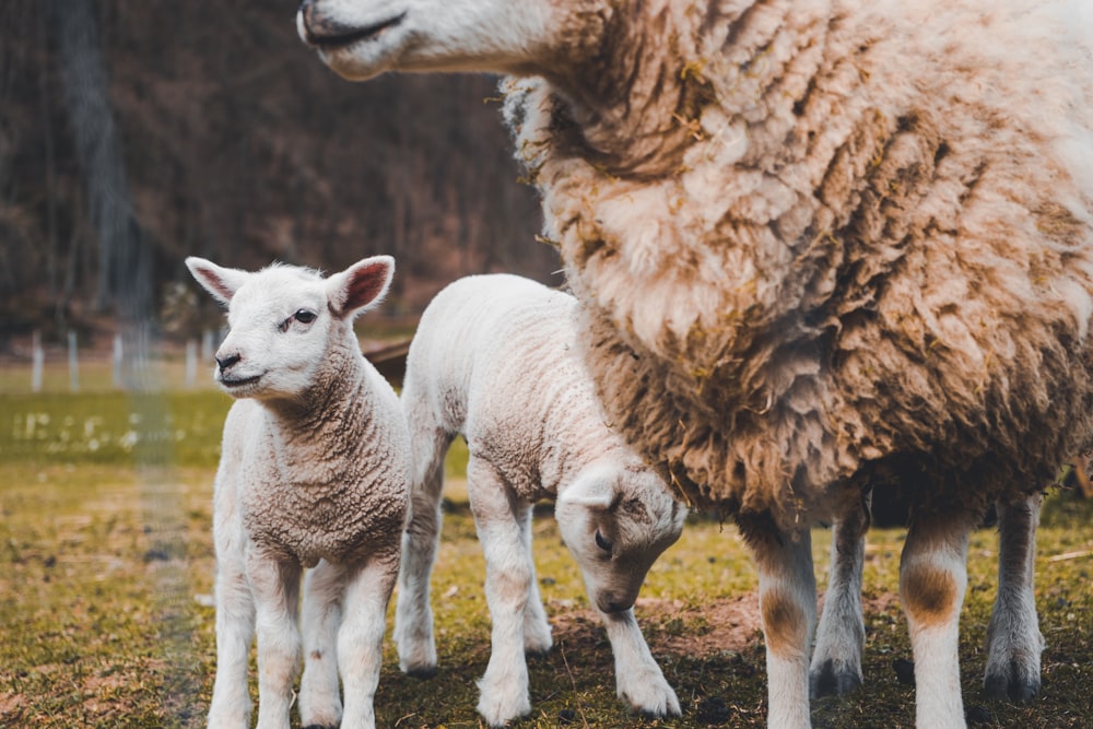 brown sheep and two white lambs