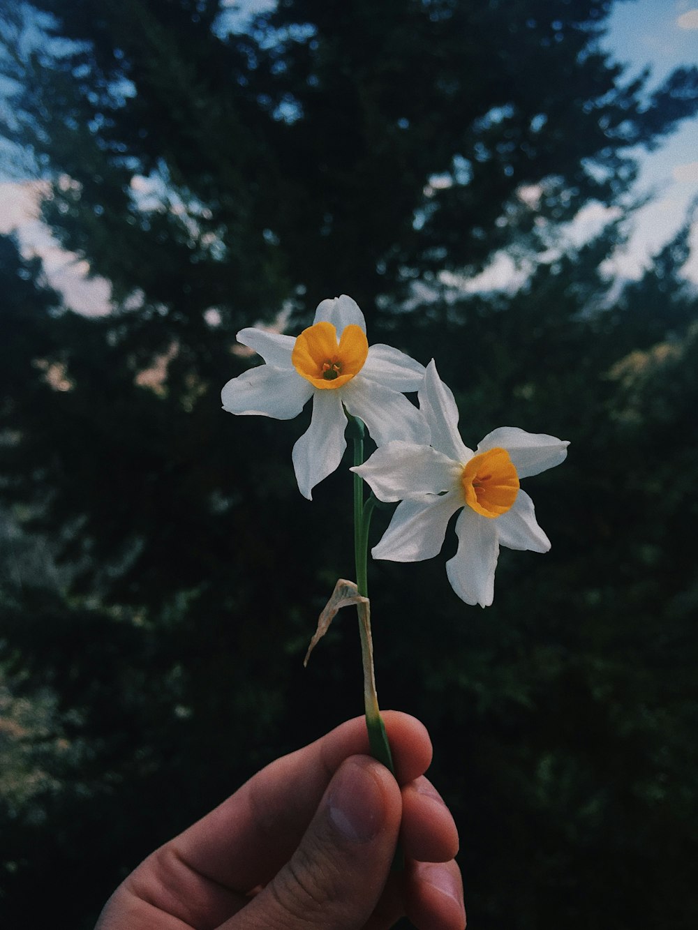 person holding two white-petaled flowers