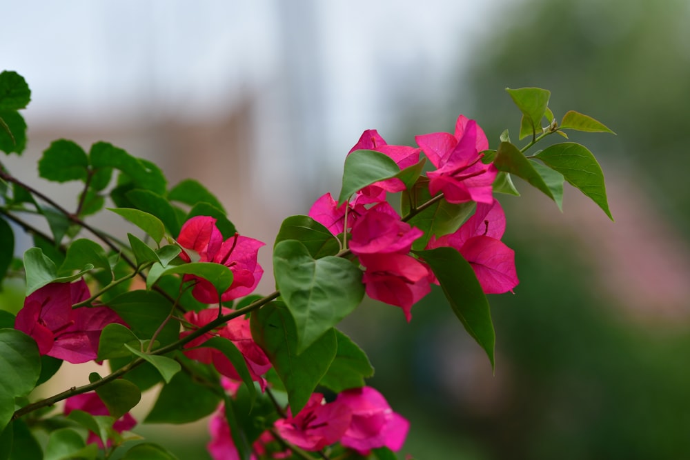 selective focus photography of bougainvillea flower