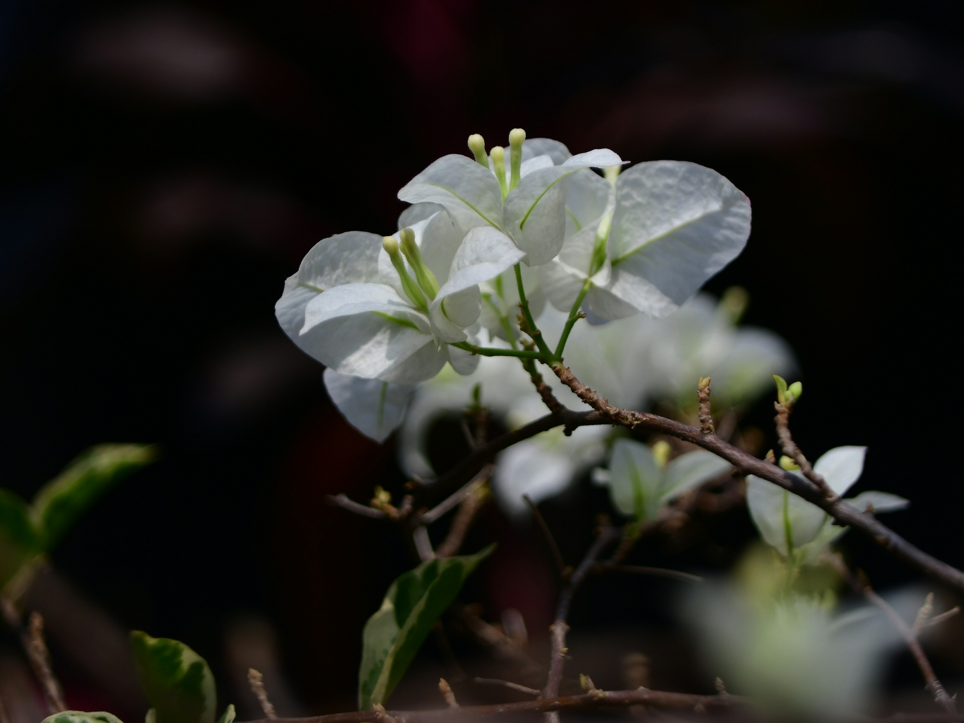 Fotografia di messa a fuoco di fiore bianco
