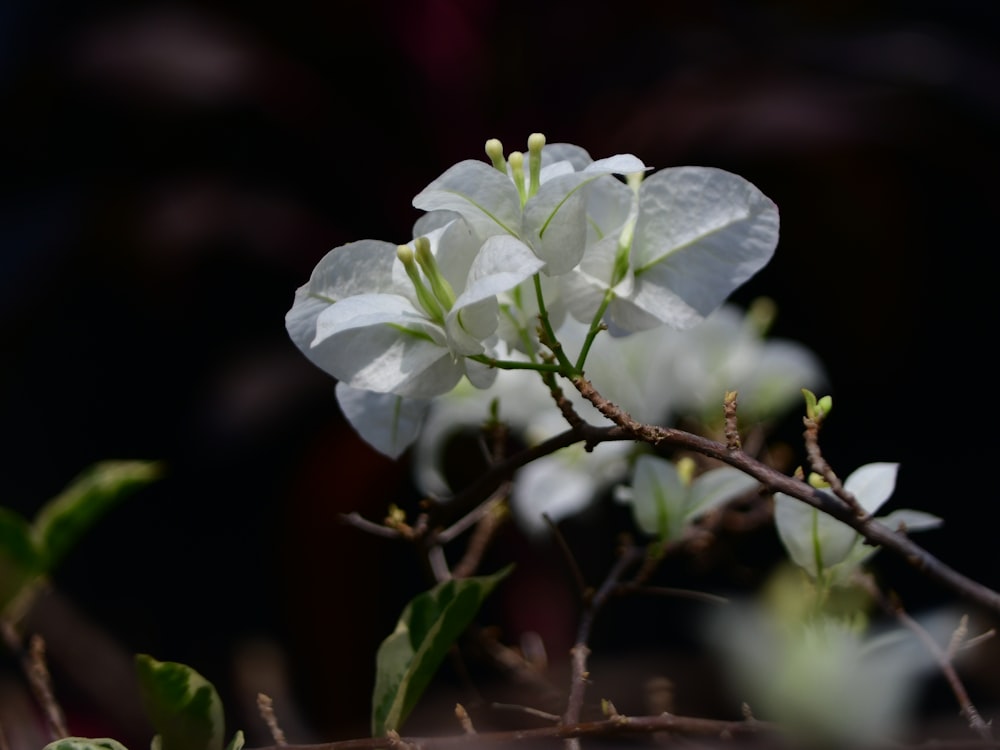 focus photography of white flower
