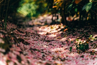 A sunlit garden pathway lined with blooming roses and delicate fairy lights.