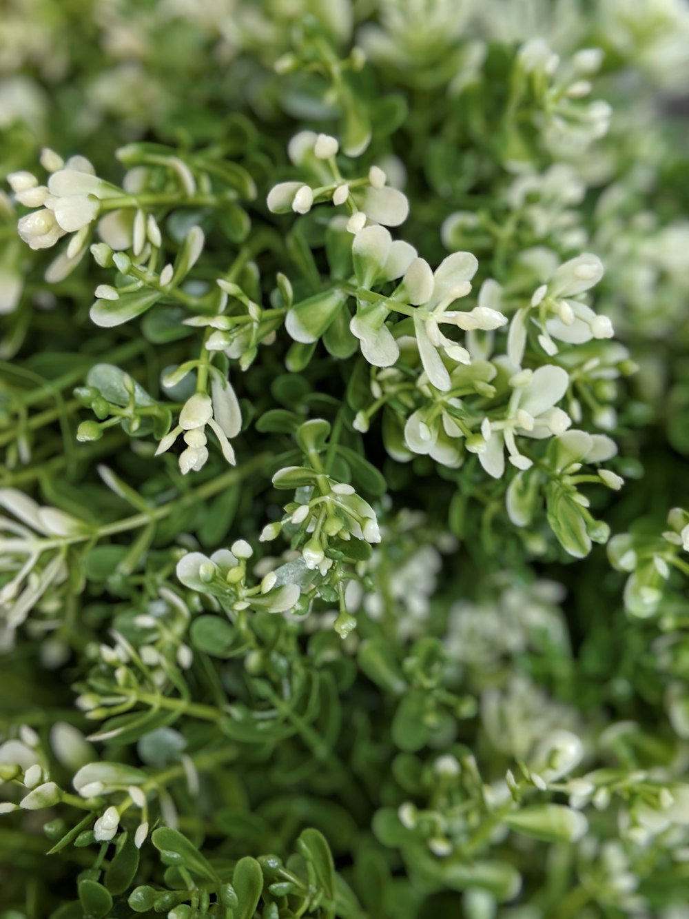 green leafed plant