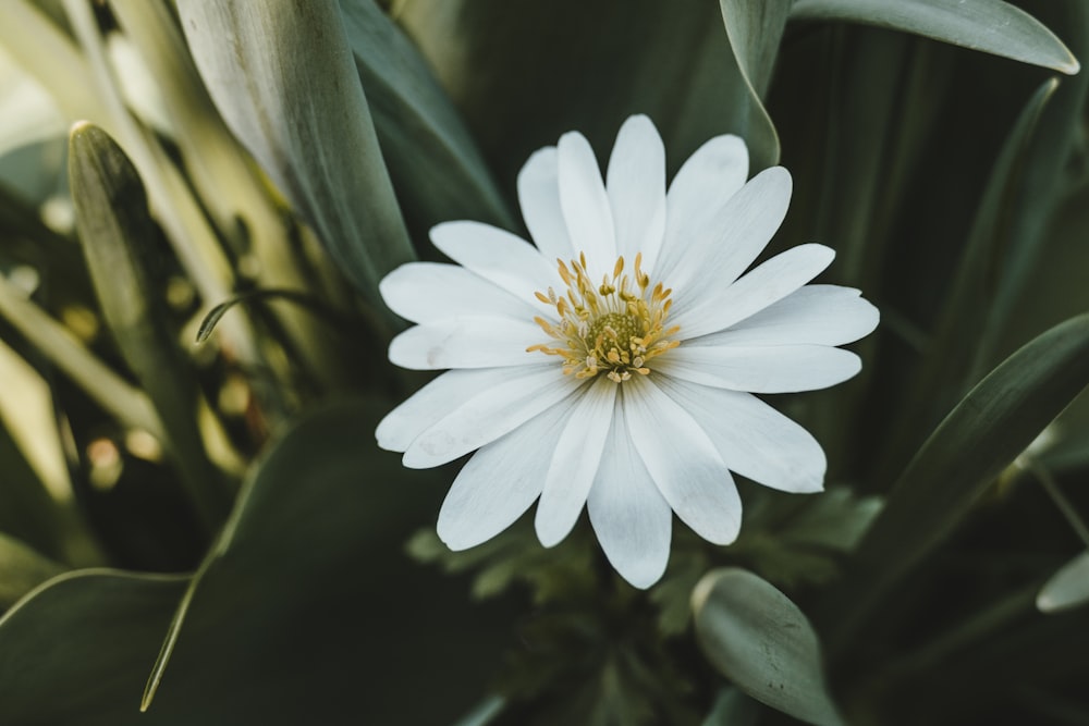 fotografia em close-up da flor branca