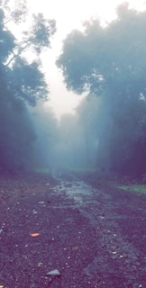 A foggy forest path at night, with faint footprints leading into the unknown.