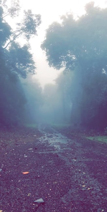 A foggy forest path illuminated by a pale moonlight.