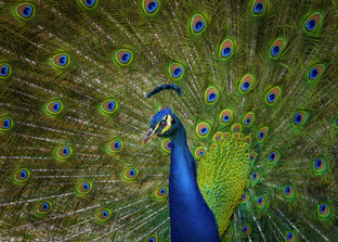 male blue and yellow peacock