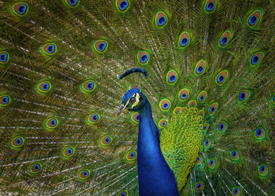 male blue and yellow peacock