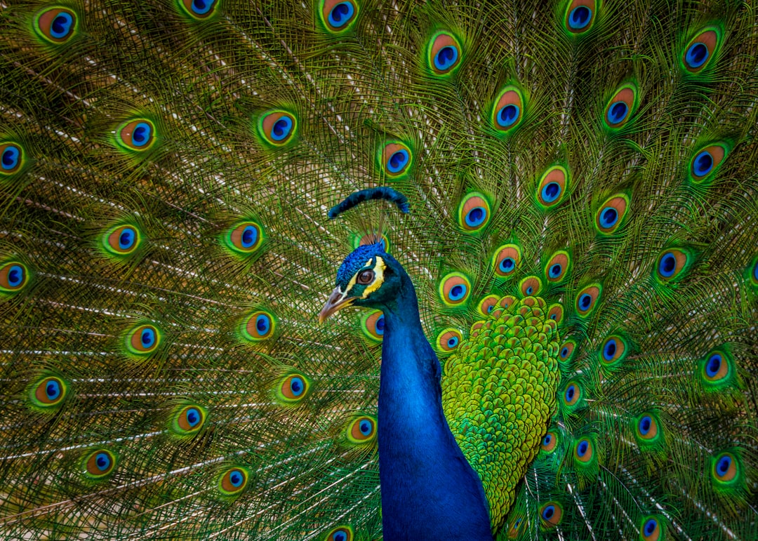 peacock