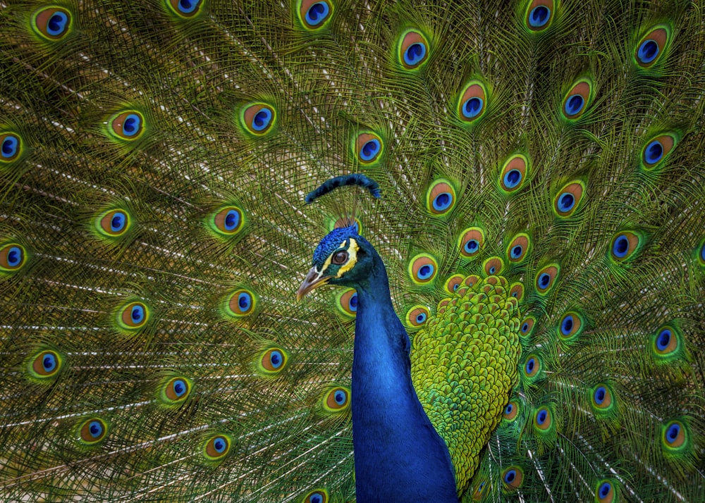 Männchen blauer und gelber Pfau