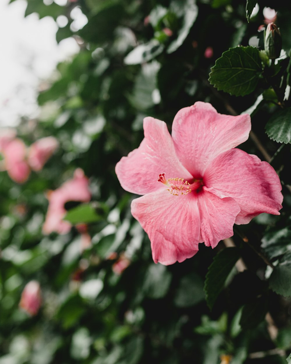 클로즈업 사진에서 분홍색 히비스커스 식물