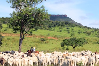 A large herd of cattle stands in a grassy field surrounded by lush green trees, with two persons on horseback overseeing them. In the background, a flat-topped mountain adds to the scenic landscape.