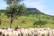 A large herd of cattle stands in a grassy field surrounded by lush green trees, with two persons on horseback overseeing them. In the background, a flat-topped mountain adds to the scenic landscape.