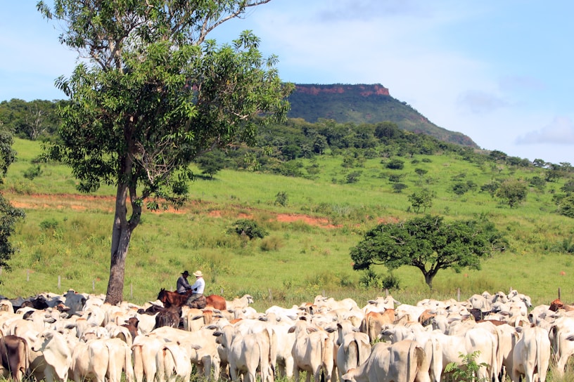 A large herd of cattle stands in a grassy field surrounded by lush green trees, with two persons on horseback overseeing them. In the background, a flat-topped mountain adds to the scenic landscape.