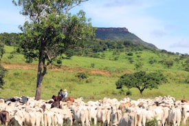 A large herd of cattle stands in a grassy field surrounded by lush green trees, with two persons on horseback overseeing them. In the background, a flat-topped mountain adds to the scenic landscape.
