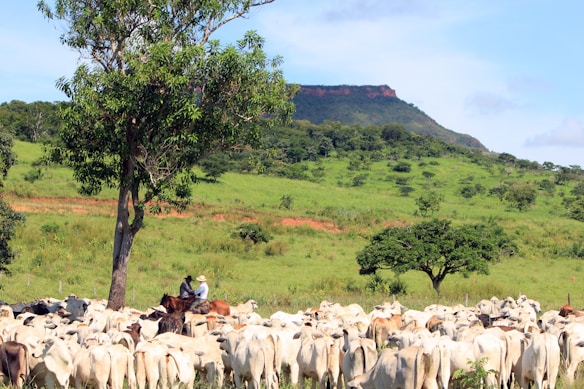 A large herd of cattle stands in a grassy field surrounded by lush green trees, with two persons on horseback overseeing them. In the background, a flat-topped mountain adds to the scenic landscape.