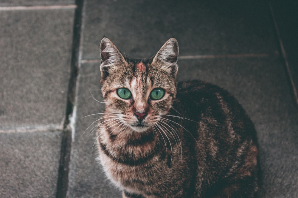 brown tabby cat