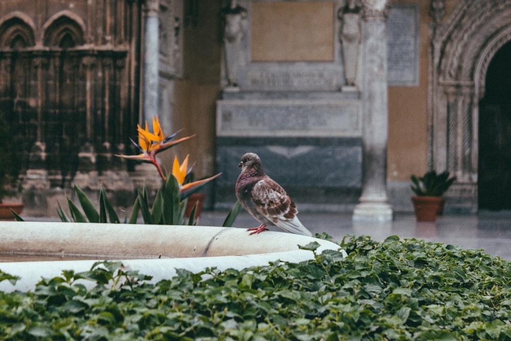 brown and white pigeon