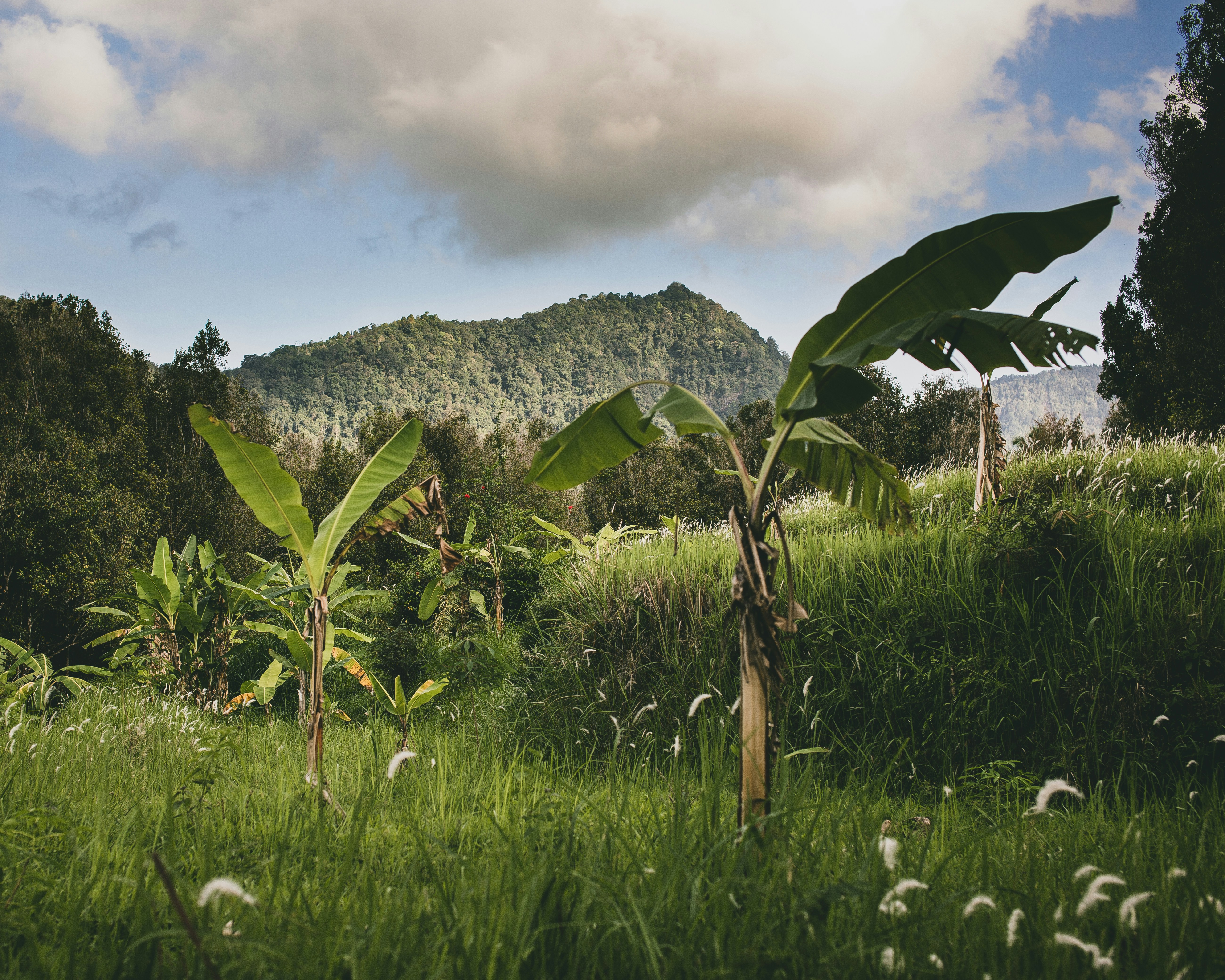 green banana tree