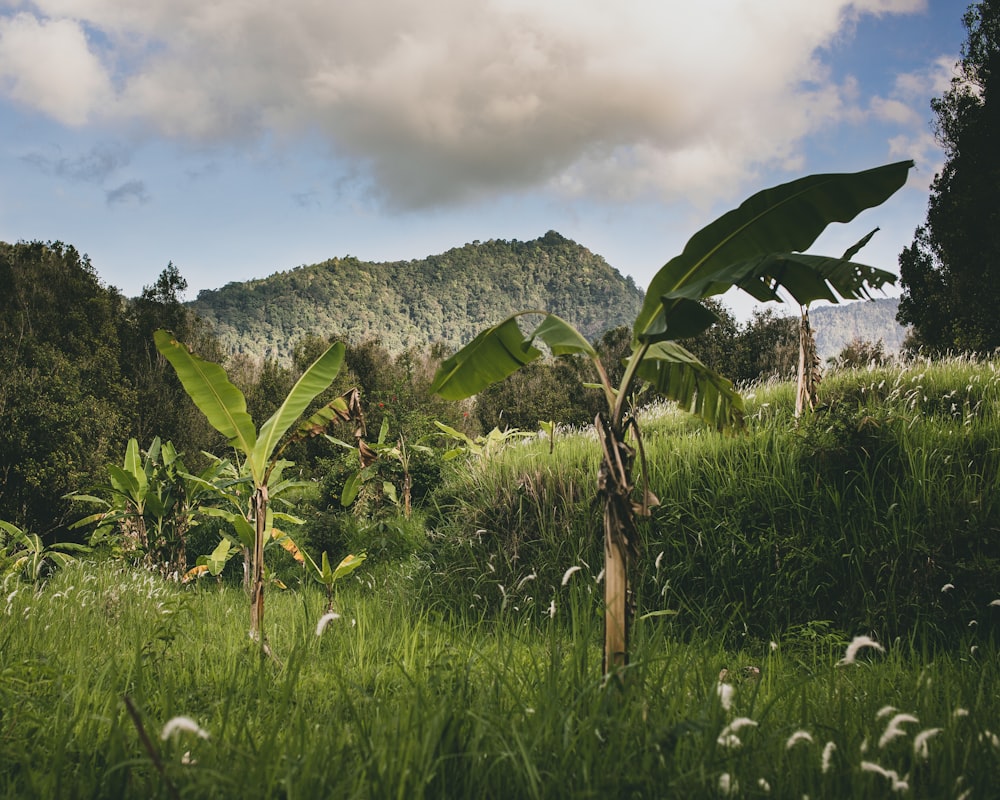 green banana tree