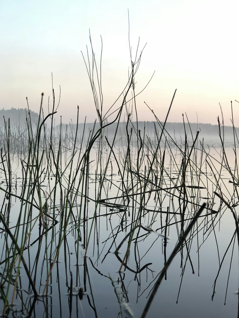 a body of water surrounded by tall grass