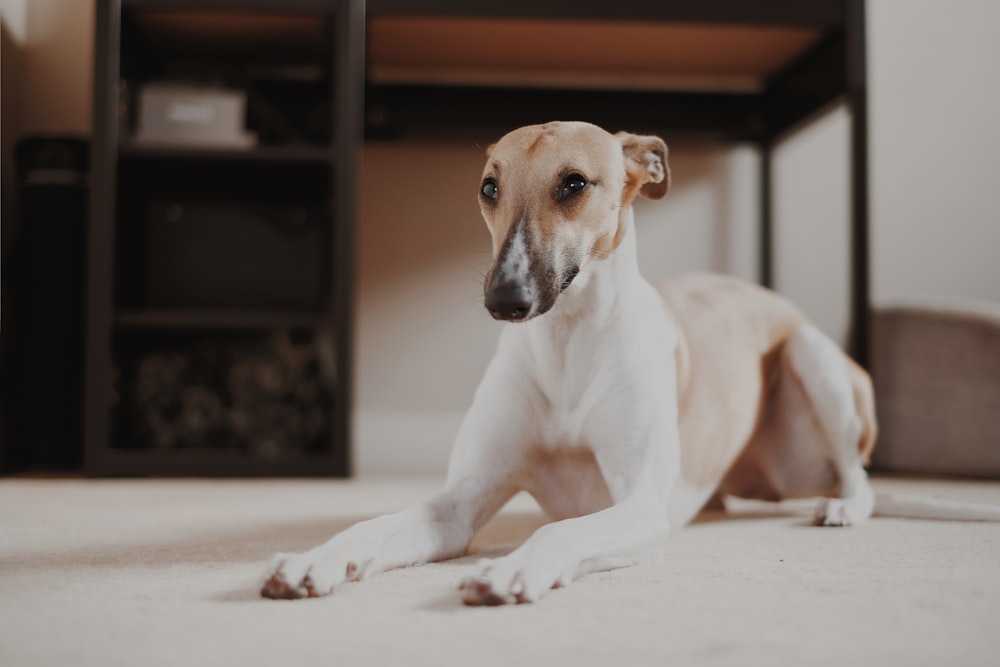 short-coated tan dog sitting beside table