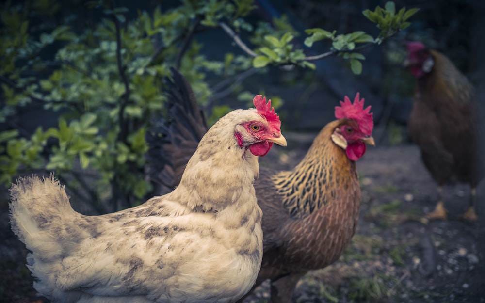 two white and brown hens