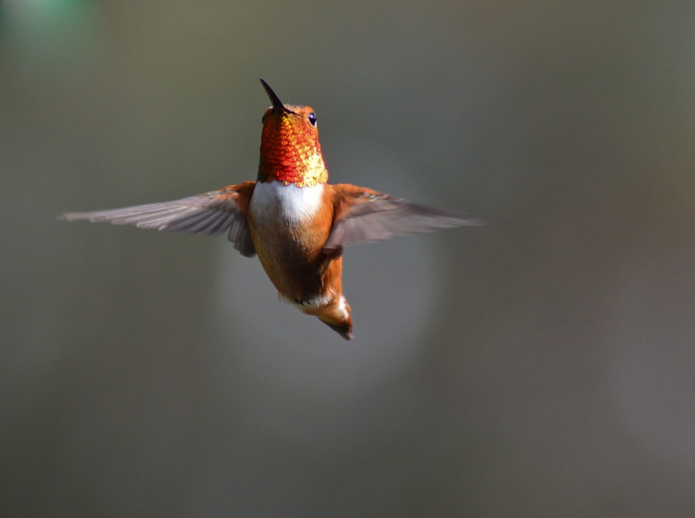 brown hummingbird