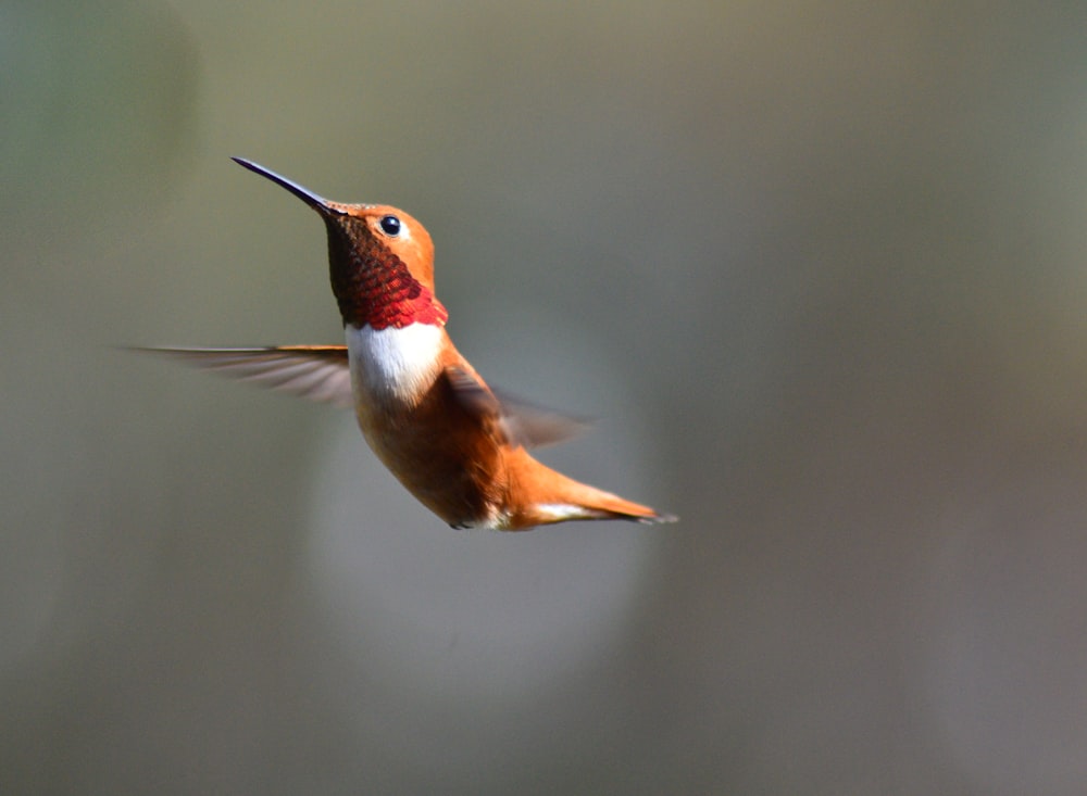 brown hummingbird