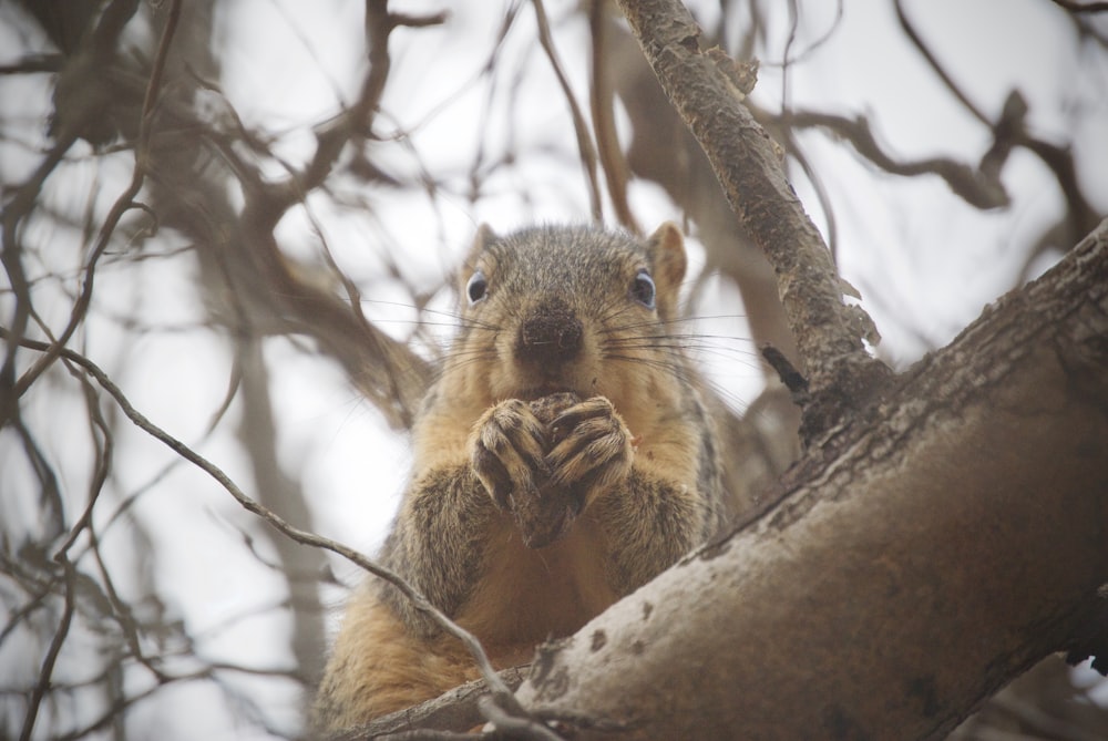 selective focus photography of squirrel