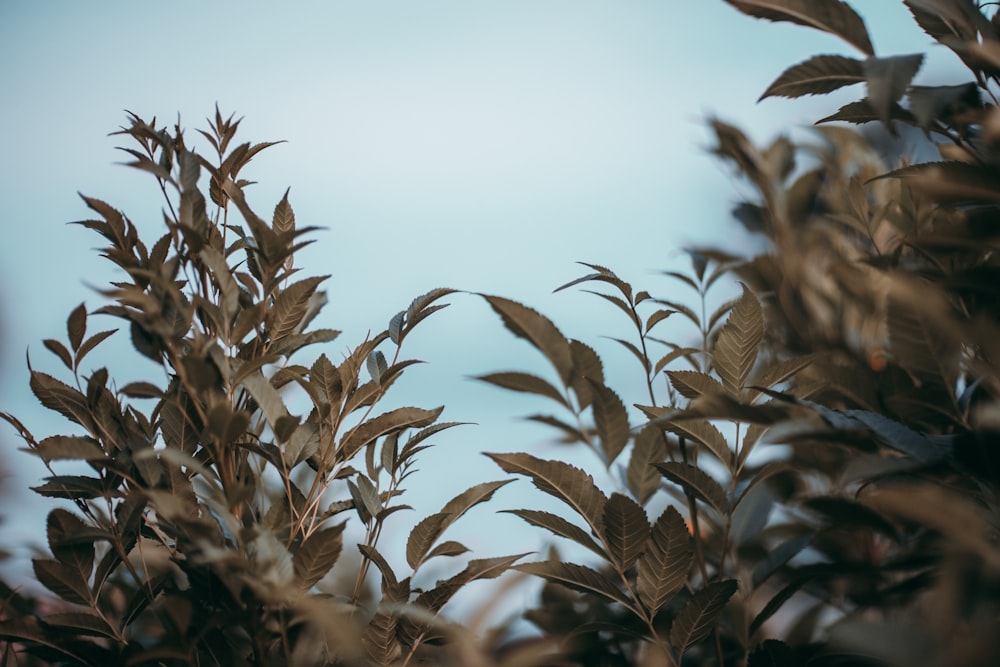 shallow focus photography of green-leafed plant