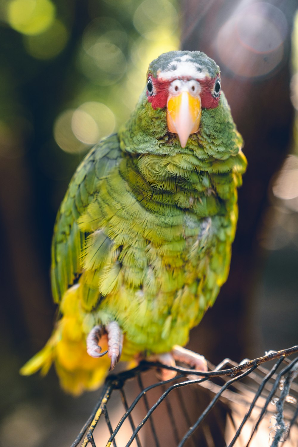 Grüner und gelber Vogel auf braunem Holzstab tagsüber