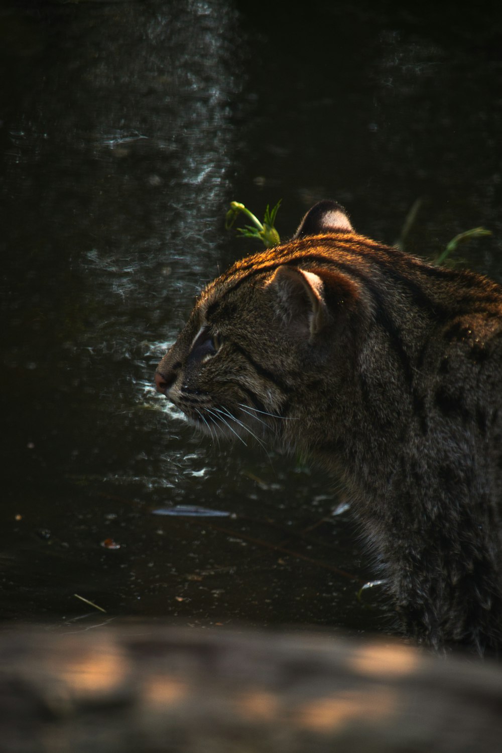 profile of a cat