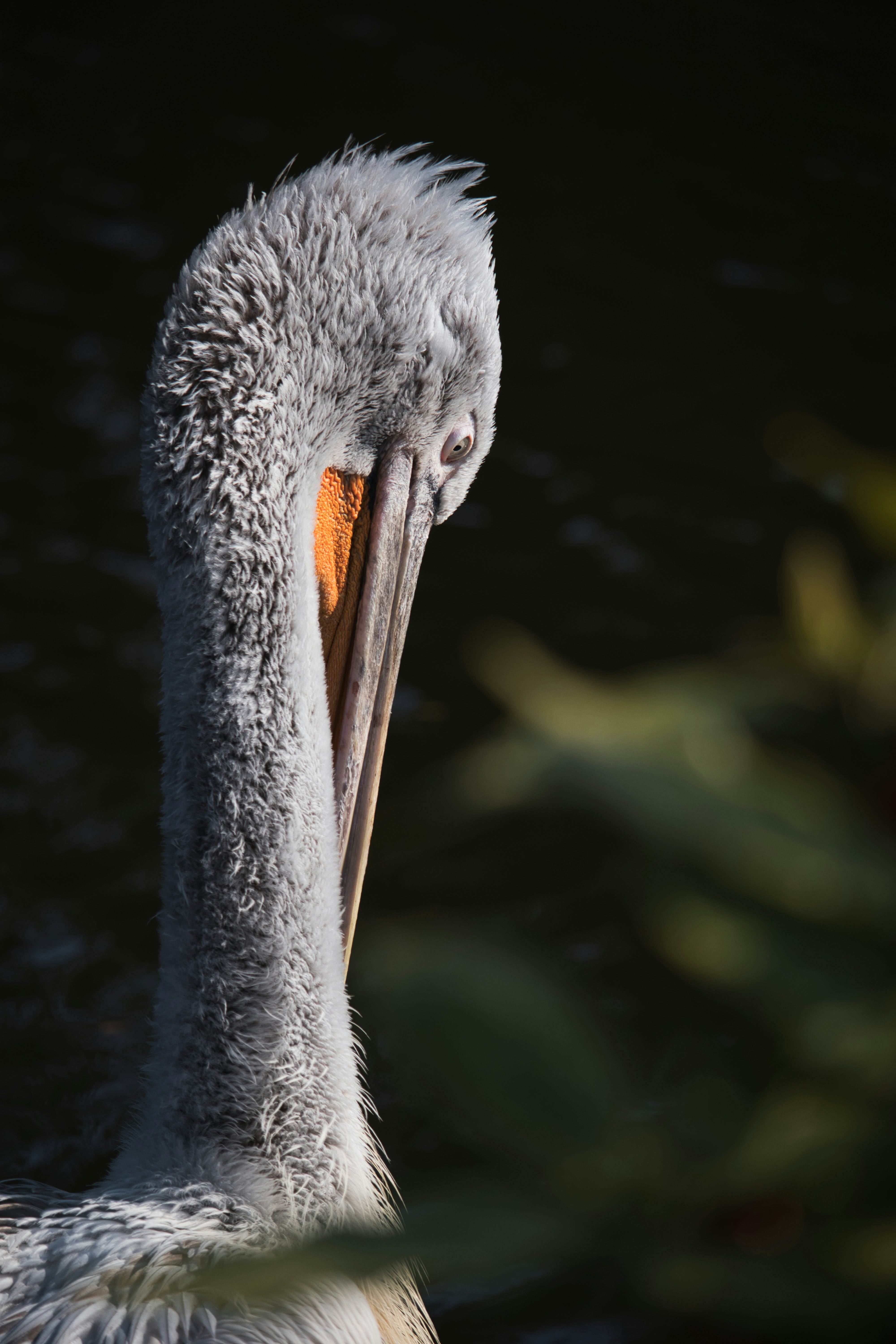 gray long-beaked bird