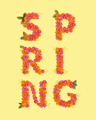 Sport springs with vibrant colors displayed against a clean white background.