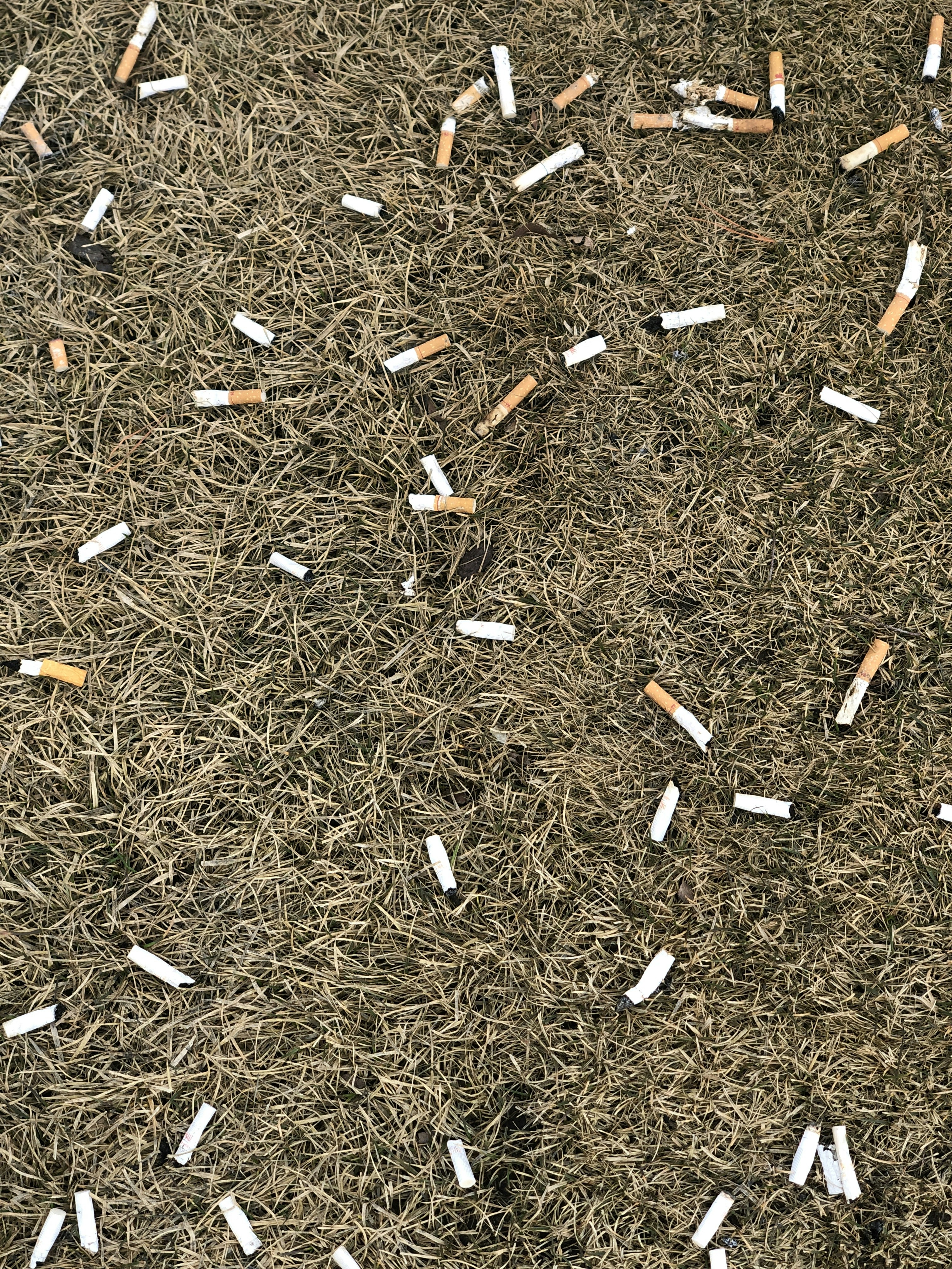 Zigarettenstummel im Gras verstreut