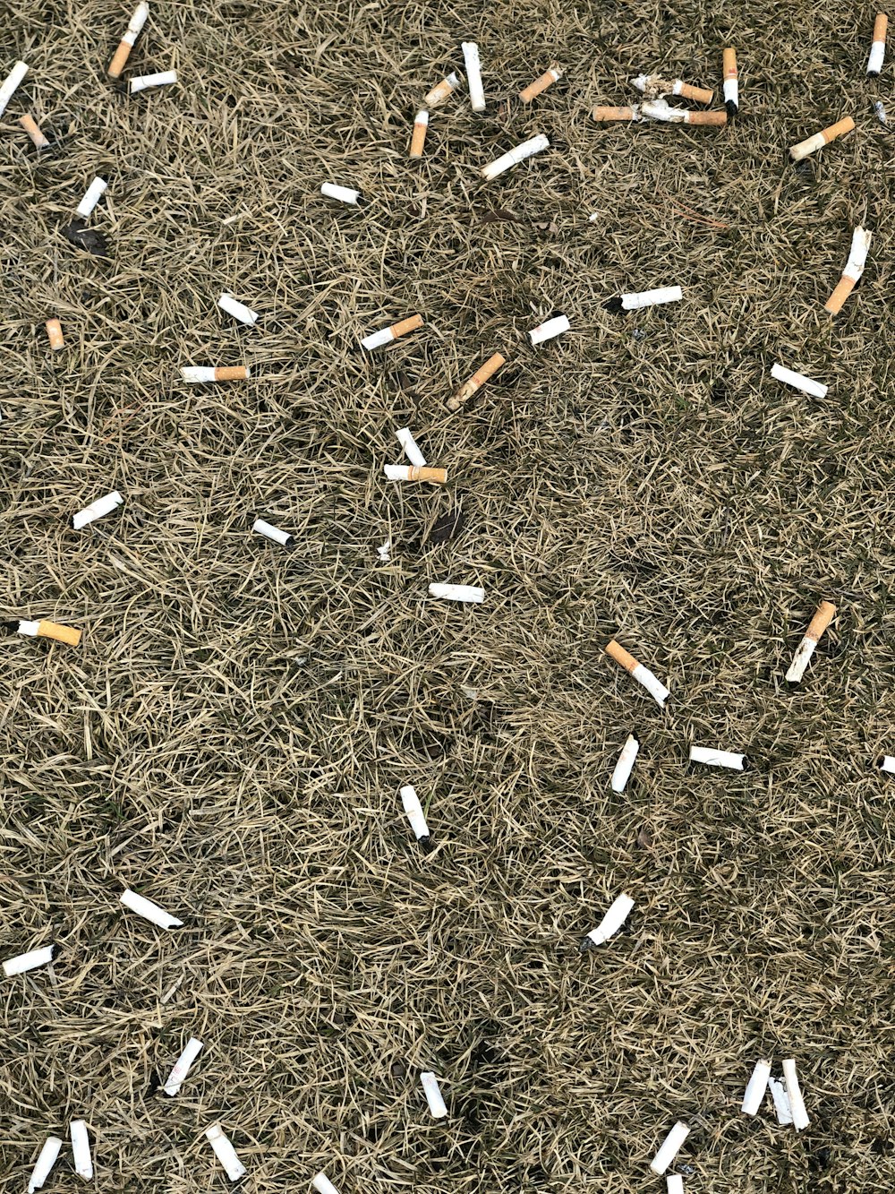 cigarette butts scattered around the grass