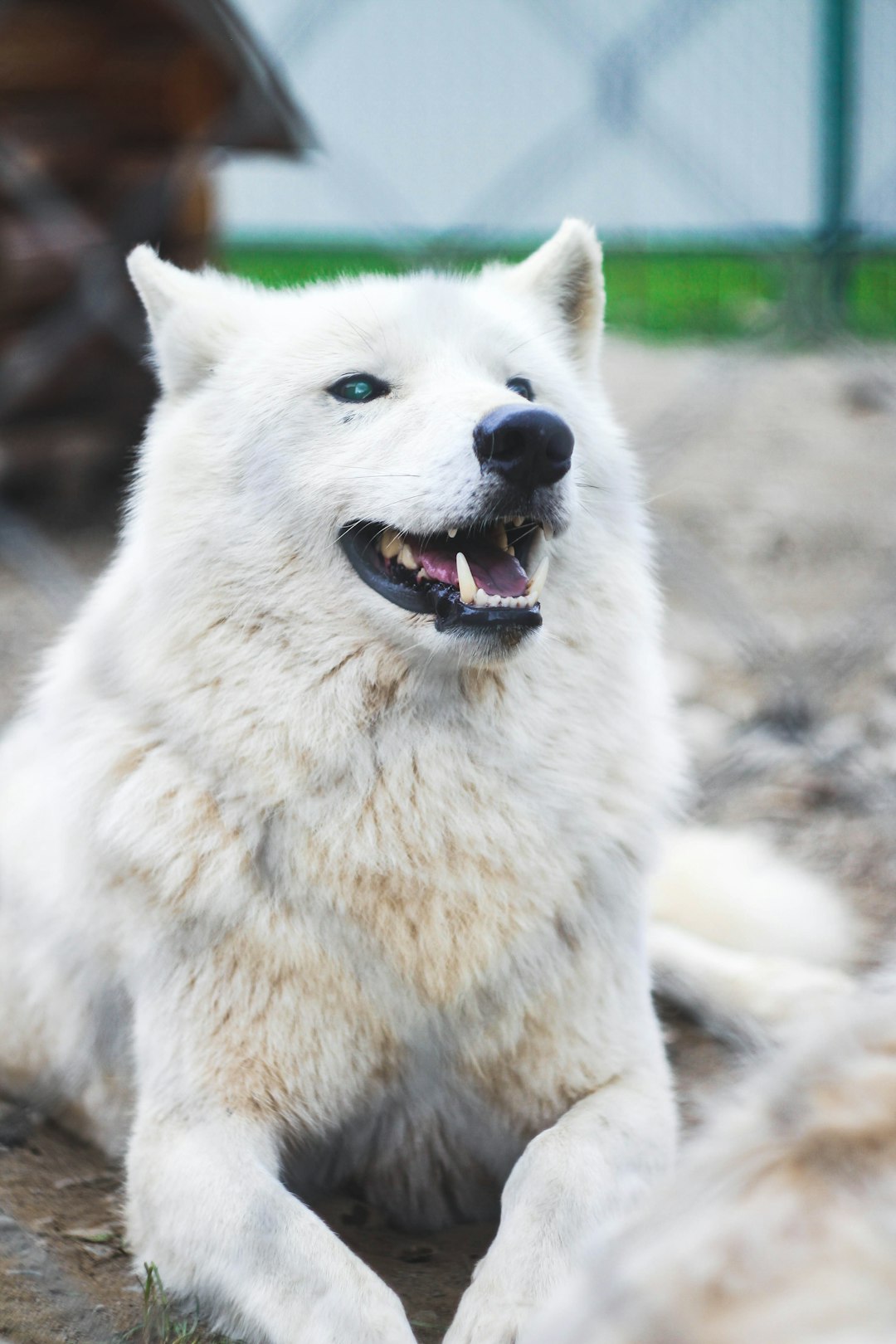 adult-short coated white dog