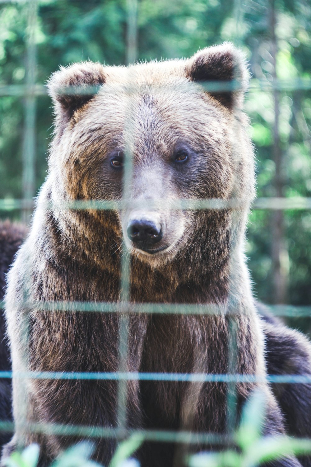 brown bear on focus photography