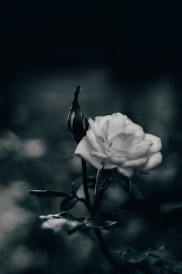 Sophisticated illustration of a single rosebud with delicate shading and a timeless feel.