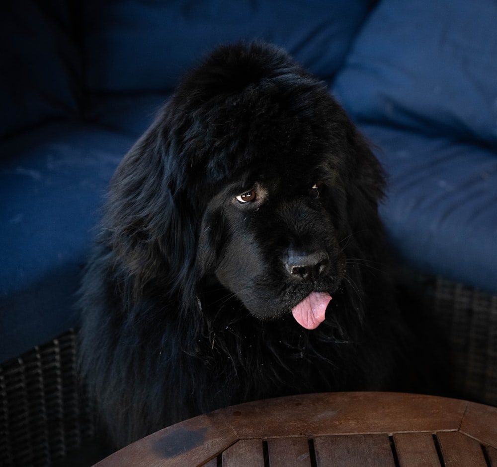 black St. Bernard dog