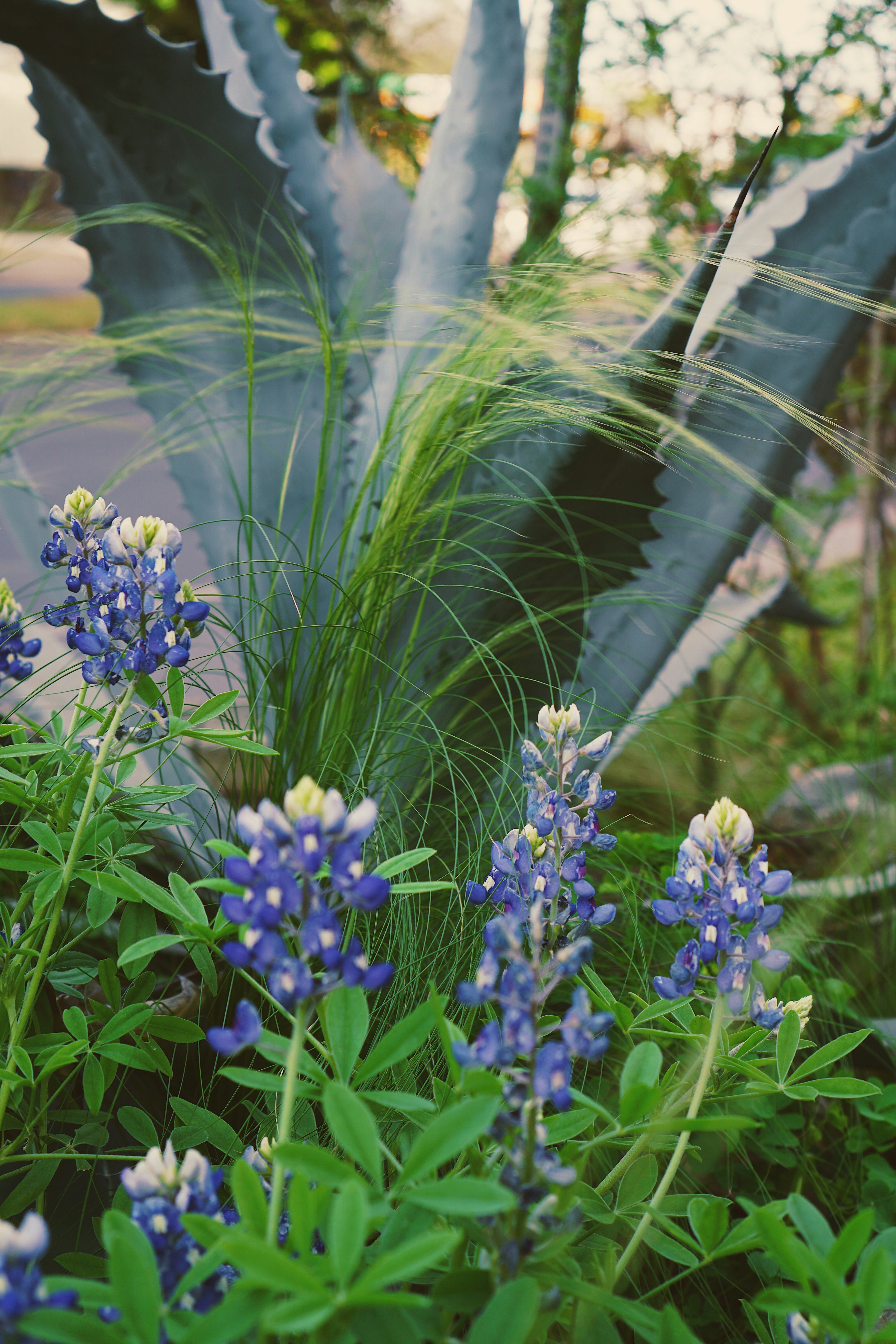 青いちりばめられた花の眺めの写真 Unsplashの無料写真