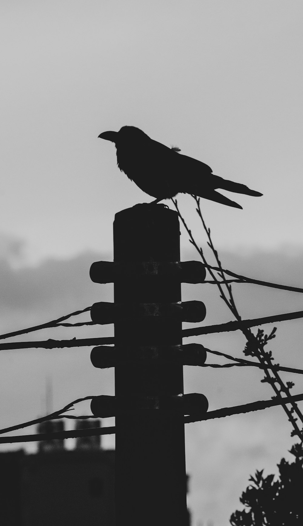 silhouette of bird standing on electric post