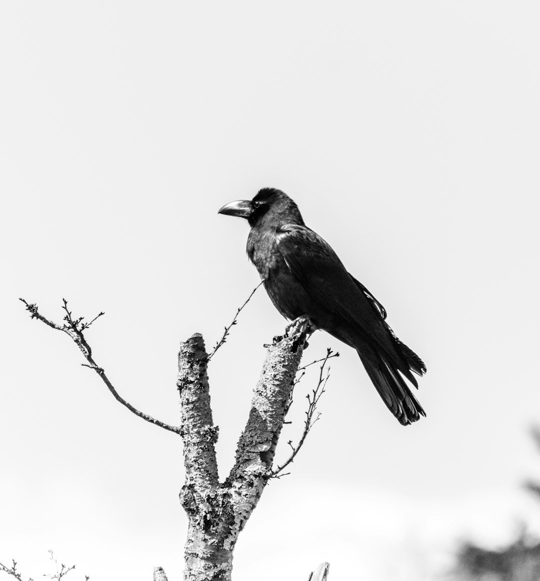 grayscale photography of bird fetched on tree branch